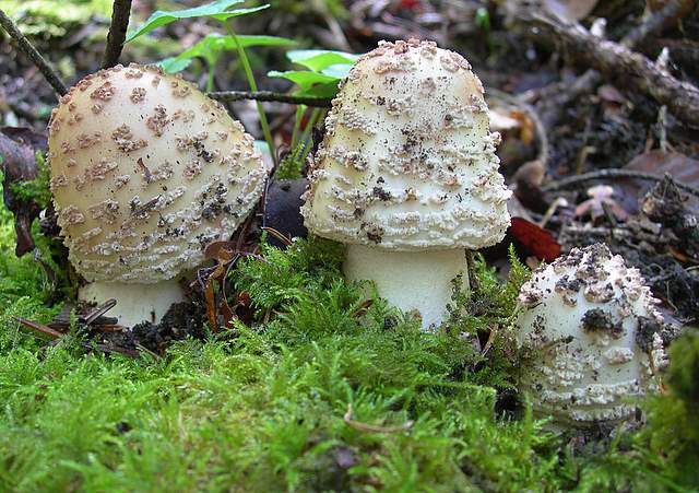 I  Funghi  della  faggeta  calcarea